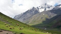 {{brizy_dc_image_alt imageSrc=